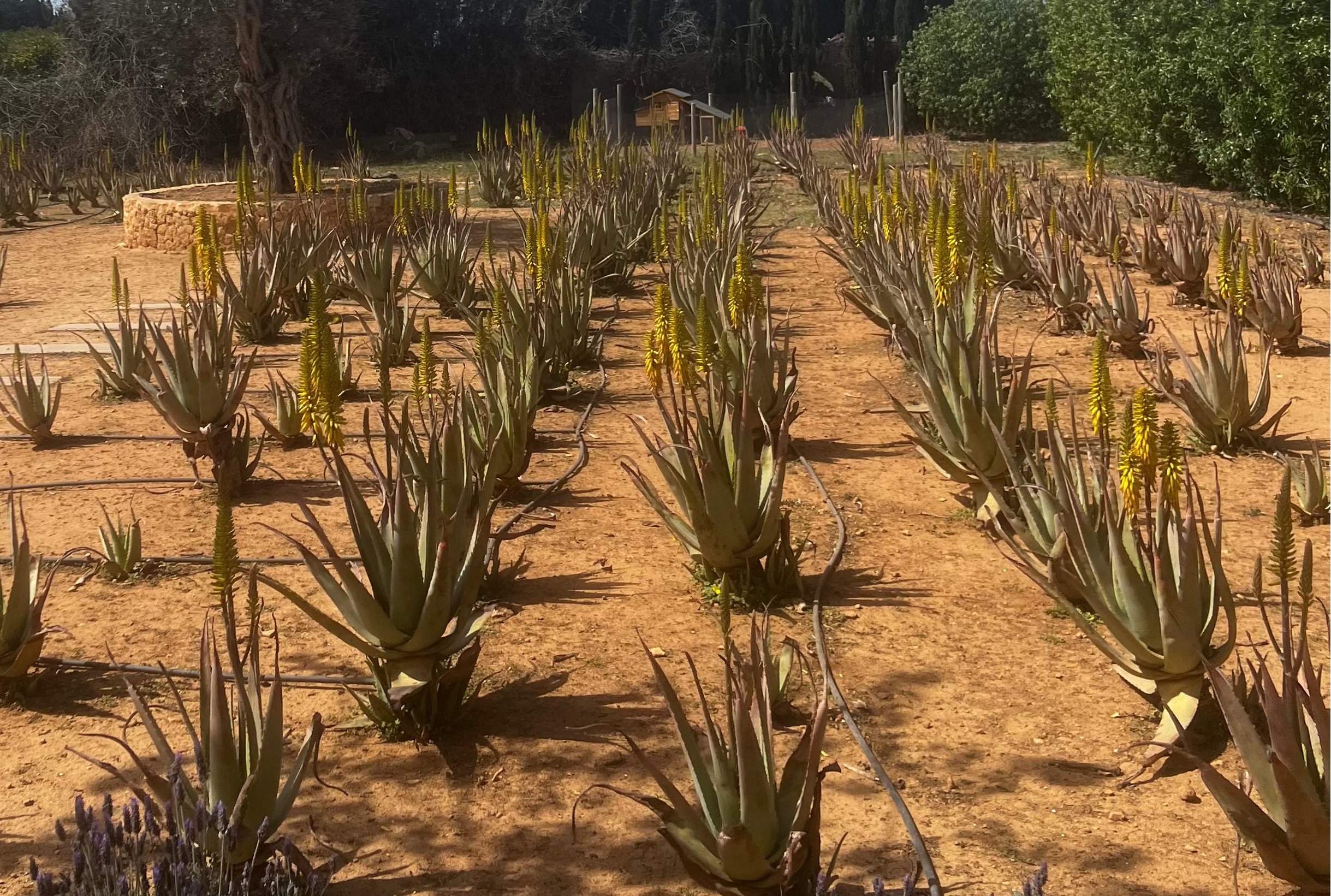 Aloe vera para el cabello: por qué es uno de los ingredientes más fiables